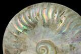 Silver Iridescent Ammonite (Cleoniceras) Fossil - Madagascar #137396-1